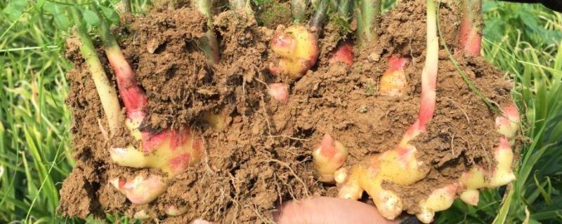 种植生姜一亩多少成本利润有多少