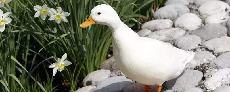 柯尔鸭会不会随地大小便和普通的鸭子有什么区别