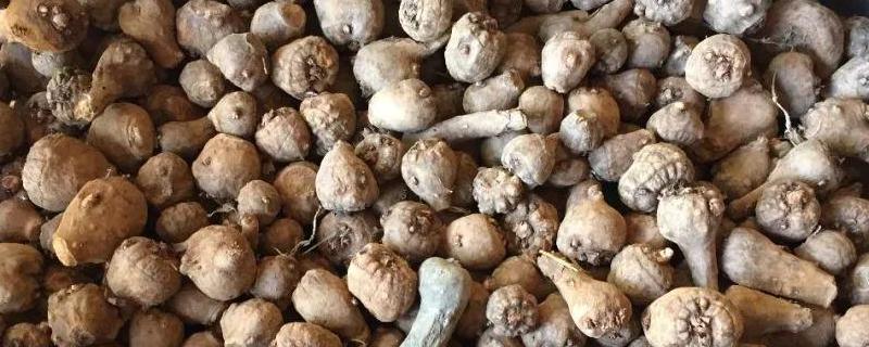 怎样种植魔芋高产技术魔芋种植一亩成本及利润分析