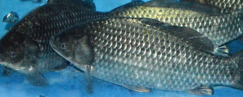 10平方的鱼池可以养多少鲫鱼1000斤鲫鱼一天吃多少饲料