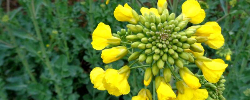 油菜烂根打什么药开花期打什么药