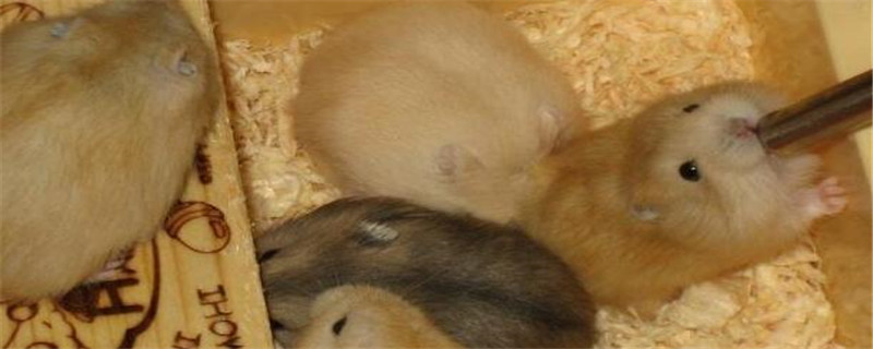 布丁鼠喜欢吃什么