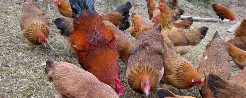 鸡吃什么不吃东西能活几天