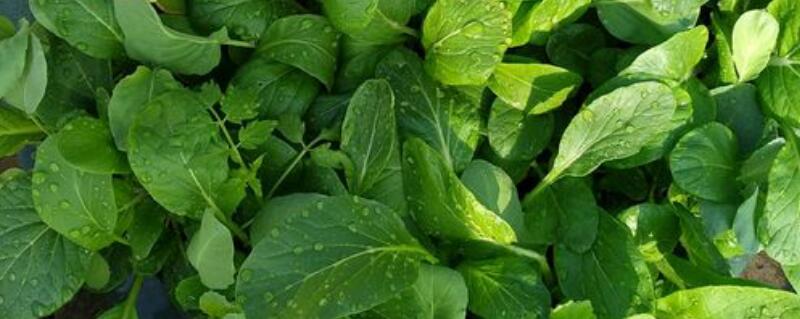 阳台种菜怎么施肥