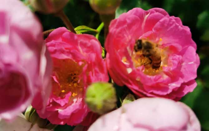 蜜蜂是昆虫吗？