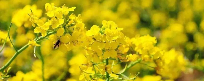 油菜开花可以打农药吗一般打什么农药