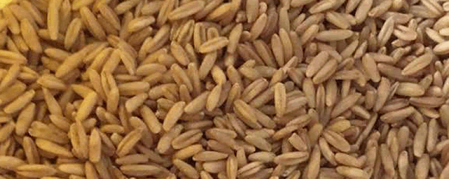 小麦条锈病主要防治措施