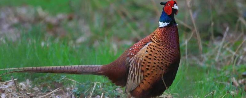 野鸡一年繁殖几窝小鸡几月份开始繁殖