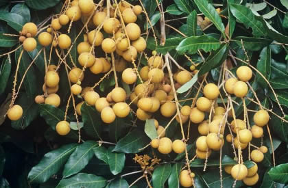 龙眼什么时候成熟