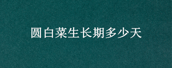 圆白菜生长期多少天