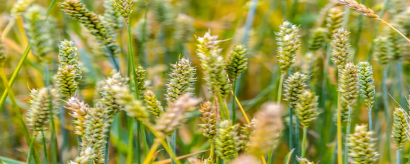 小麦是果实还是种子