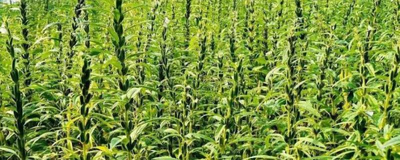 芝麻生长期多少天芝麻种子哪个品种好