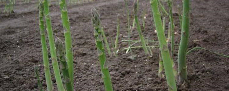 芦笋怎么过冬