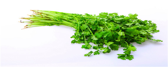 香菜种植间距多少