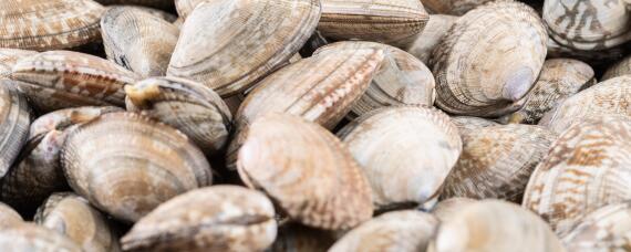 蛤蜊怎么养才不会死