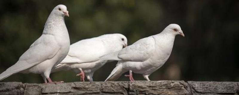 鸽子屎可以直接做肥料吗干鸽子粪能不能直接当肥料