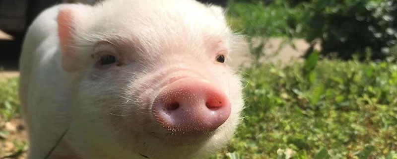 养猪地面用什么