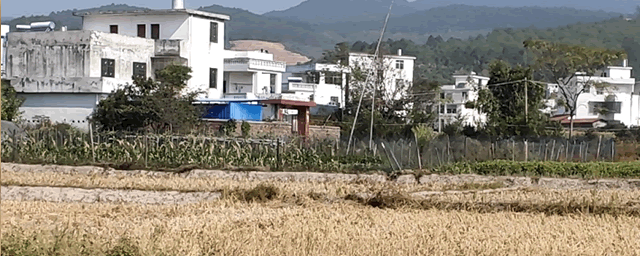 农村榆树可以做盆景吗