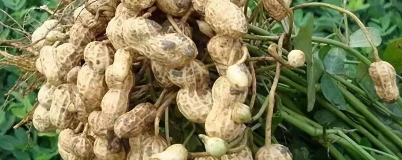 花生如何种植产量高花生一般几月份收获