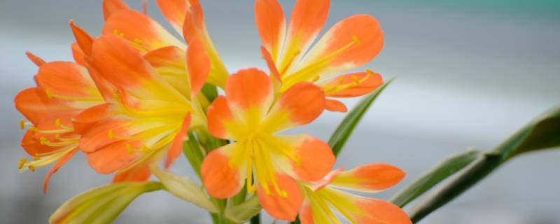 君子兰怎么浇水