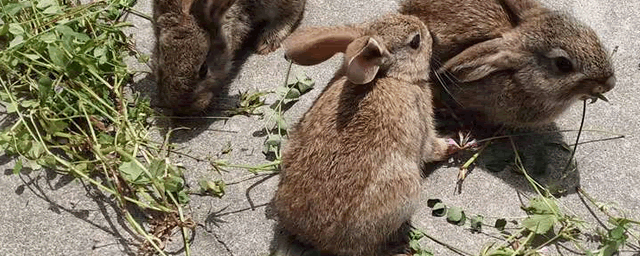 养殖户养兔“四不要”