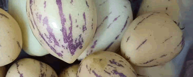 火参果种植技术