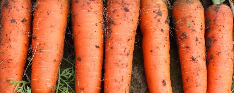 胡萝卜怎么种分别介绍水培和土培方法