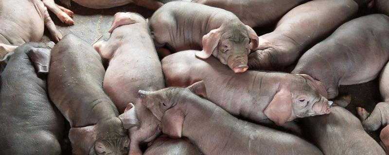 太湖母猪原产地在哪里海达宁外用驱虫药怀孕母猪可以用吗