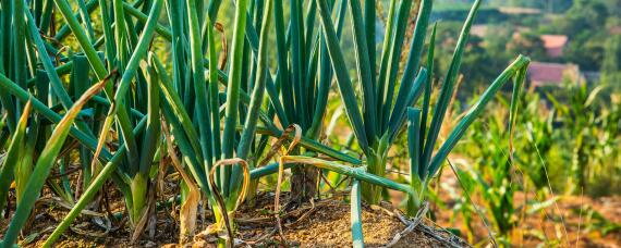 大葱病虫害防治