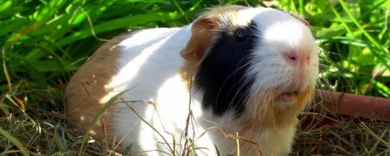 荷兰猪突然死亡的原因荷兰猪怀孕多久生