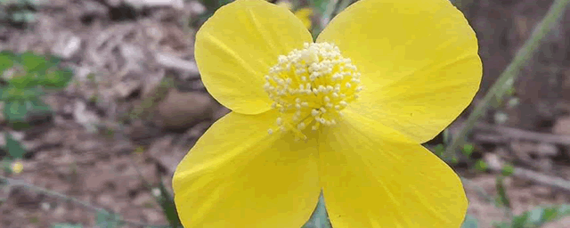 兰花炭疽病怎么处理