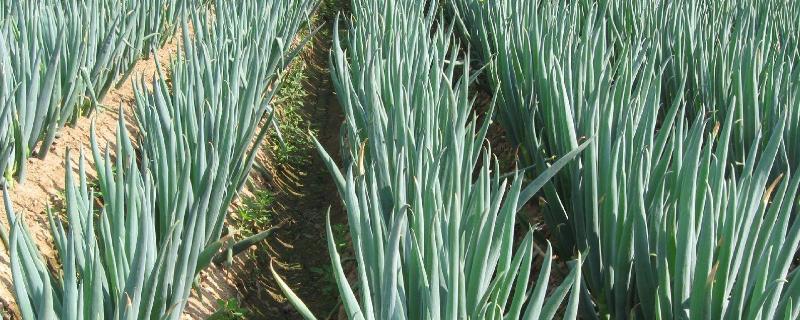 种大葱用什么肥料肥料用多了怎么办