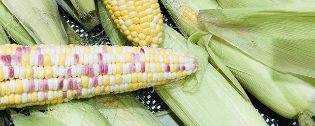 鲜食黑玉米如何栽培