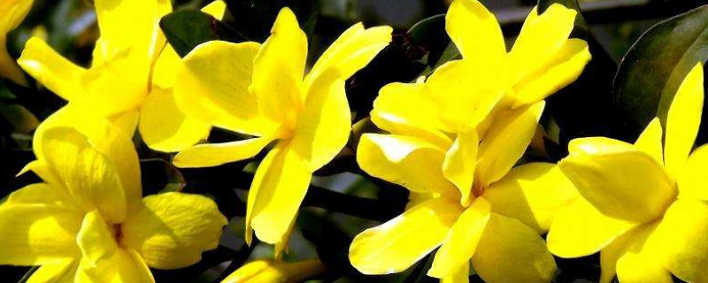 迎春花根如何栽容易活？迎春花根怎么栽容易活