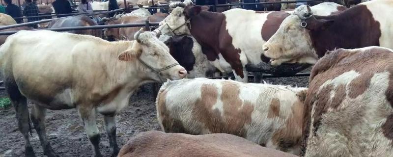 牛不停的叫预示要发生什么是什么原因引起的