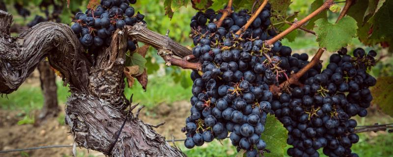 葡萄怎么过冬
