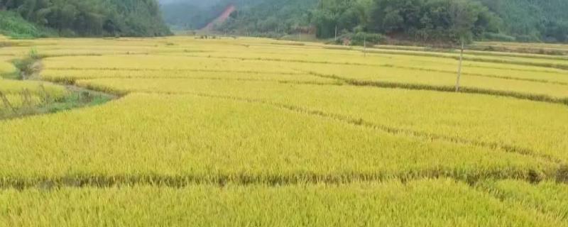 基本农田可以种植绿化苗木吗前景好的品种有哪些