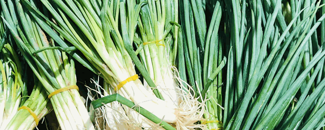 大葱褐斑病如何防治