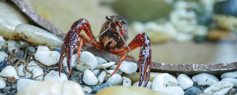 小龙虾和什么混养