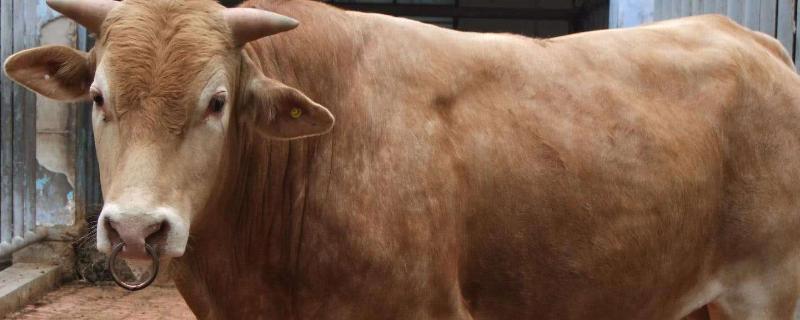 牛的特征和特点生长周期多长时间