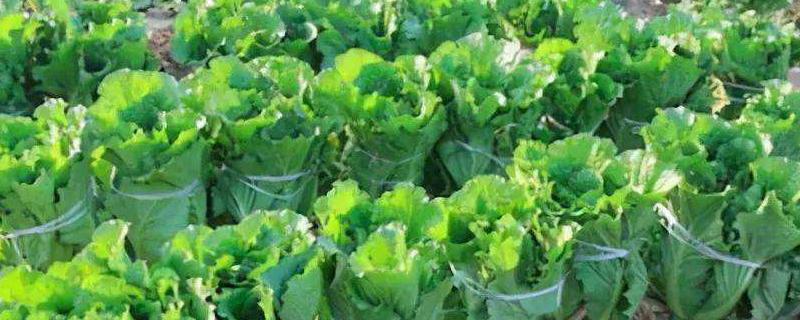 白菜最晚种植时间最低生长温度是多少