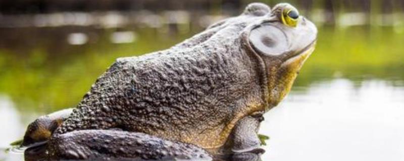 牛蛙和癞蛤蟆的区别牛蛙养殖多久可以出售