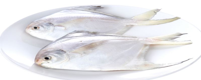 鲳鱼是不是热带鱼