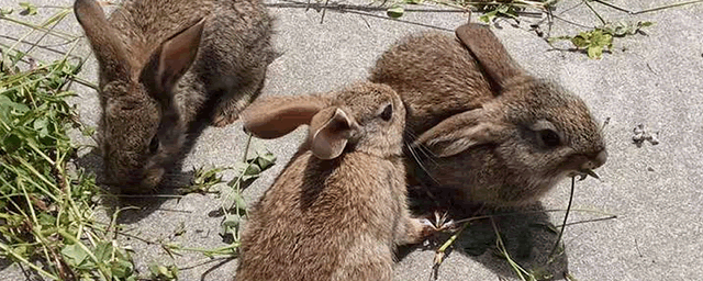 养殖兔子投资多少钱