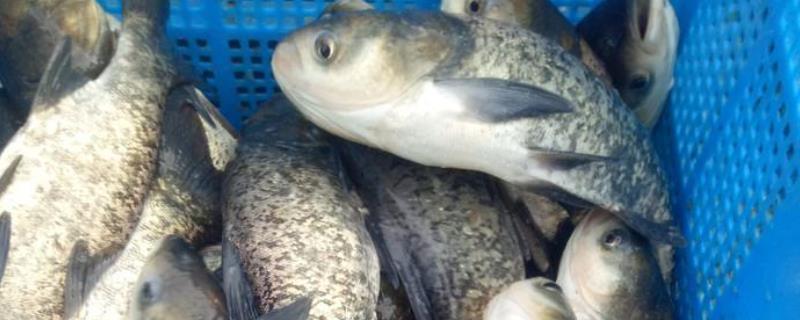 花鲢鱼吃什么食物为主花鲢鱼与白鲢鱼有什么区别