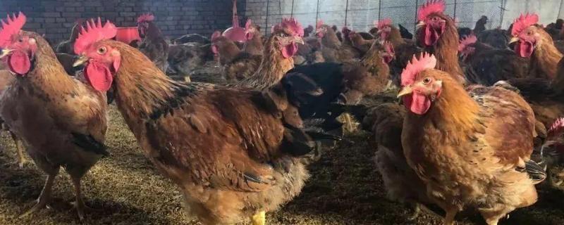 畜禽品种哪些畜禽为贵州的优良品种