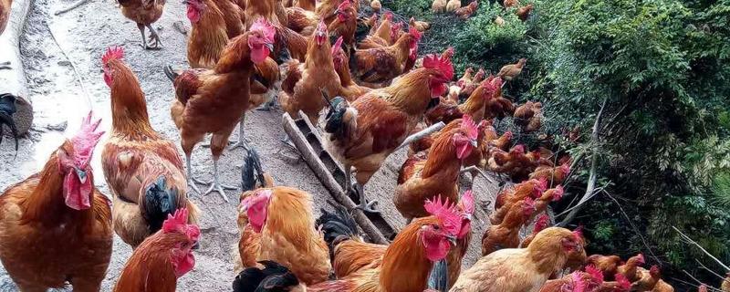 养殖业什么投资小来钱快养殖技术去哪里学