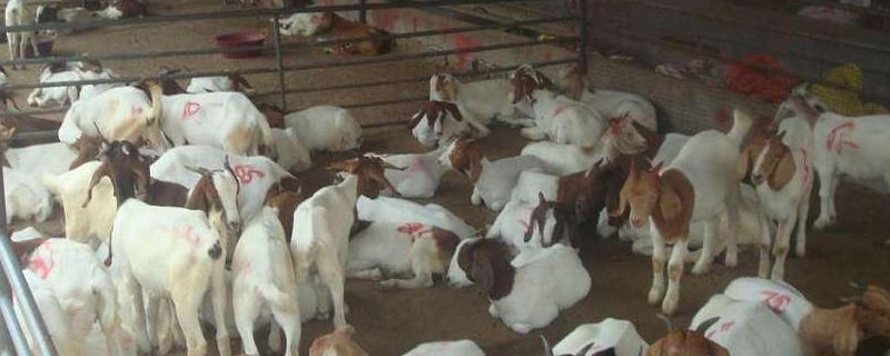 羊下面有8颗牙齿是多少岁羊牙齿划拨手指需要打疫苗吗