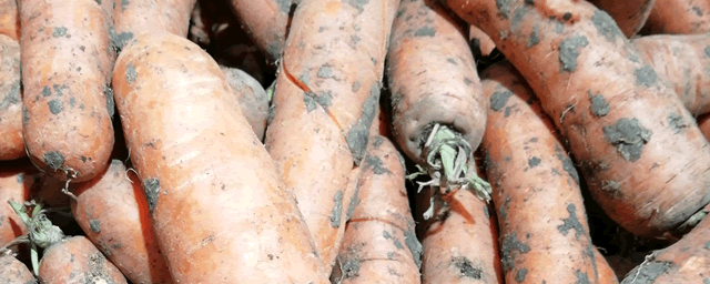 什么时候种萝卜白菜