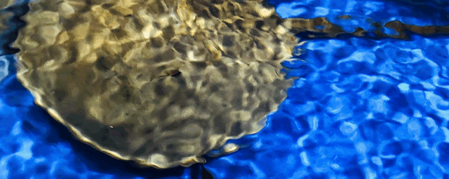 扇贝多少钱一斤